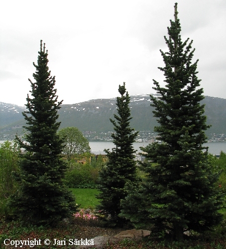 Abies lasiocarpa 'Compacta' k��pi�l�nnenpihta.jpg
